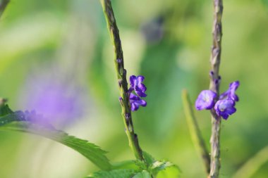 the flower of close up, the nature concept