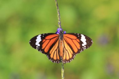 the Monarch butterfly, the Macro artistic image.