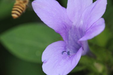 Honey bee flying away,  the nature concept