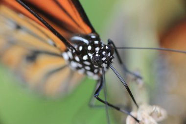 the Monarch butterfly, the Macro artistic image.