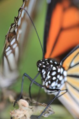 the Monarch butterfly, the Macro artistic image.