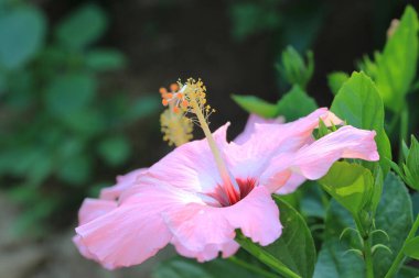 Büyük amber çiçeği ve arka planda yeşil yapraklar.