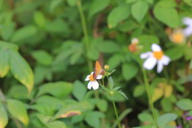 the butterfly at nature, the nature concept