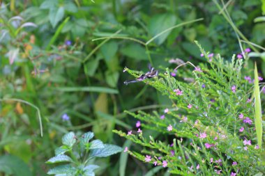 Lamproptera curius curius : White Dragontail, Beautiful Butterfly