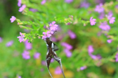 Lamproptera curius curius : White Dragontail, Beautiful Butterfly