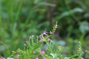 Lamproptera curius curius : White Dragontail, Beautiful Butterfly
