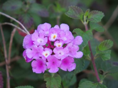 a Purple flower with nature background, nature image