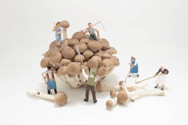 the farmer figure collect brown shimeji Mushroom