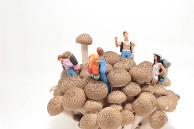 tourist with a backpack on brown shimeji Mushroom