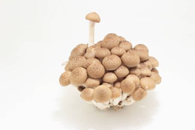 brown shimeji mushroom with plastic package