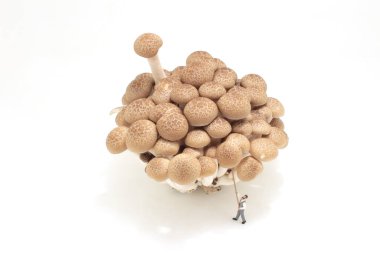 the farmer figure collect brown shimeji Mushroom