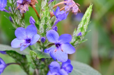 In the garden the blue flowers of Eranthemum pulchellum