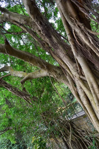 the tree branch, at the hong kong nature