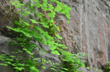 Waste ground, Waste land at hong kong