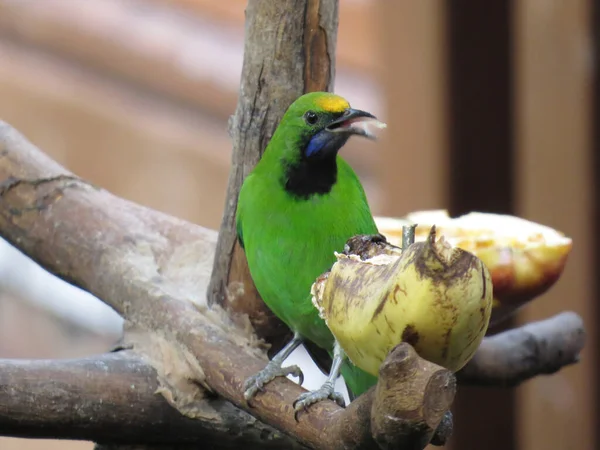 Kuş doğada, bir dalda tıraşlama Altın alınlı yaprak