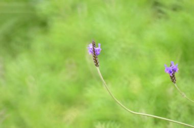 Mor lavanta çiçekleri alanında