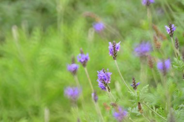 Mor lavanta çiçekleri alanında