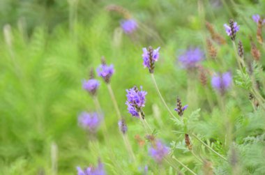 Mor lavanta çiçekleri alanında