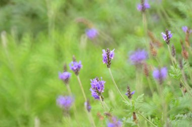 Mor lavanta çiçekleri alanında