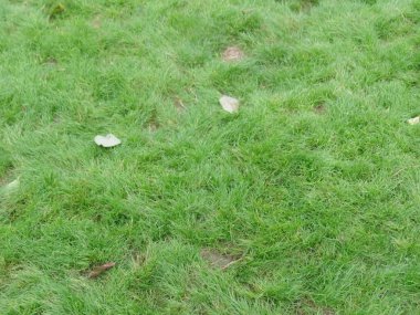 çimen dokusu, çimen arkaplan Golf sahaları yeşil çimen