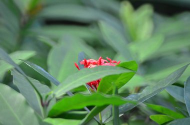 a Green leaves background, nature background