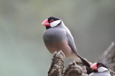 Java Sparrow take a rest on tree, one of pet bird