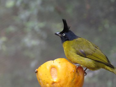 a Black crested Bulbul Pycnonotus flaviventris Beautiful Birds