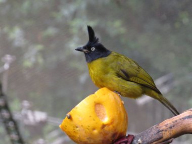 a Black crested Bulbul Pycnonotus flaviventris Beautiful Birds