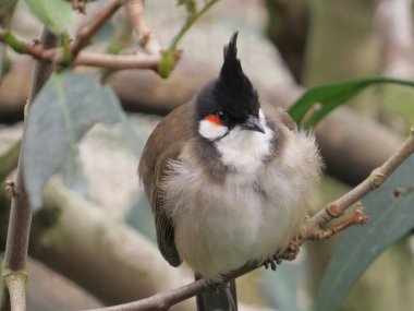Red-whiskered Bulbul perching eye level on tree branch