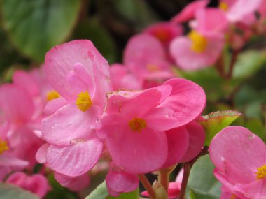 Begonyalar, semperfloren begonyalar, bahçede, begonya saksısı.