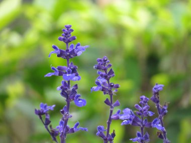 Lavanta çiçeği tarlası. Büyüyen ve açan lavanta