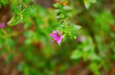 a Tiny pink color flower of a bush or hedging plant i