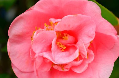 the Close-up of camelia flower head, the nature