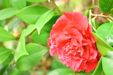 the Close-up of camelia flower head, the nature