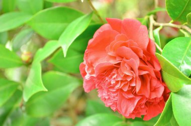 the Close-up of camelia flower head, the nature