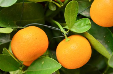 Close up of isolated tree with ripe orange fruits