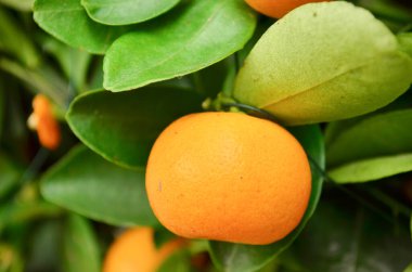 Close up of isolated tree with ripe orange fruits