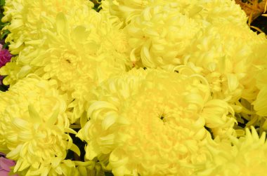 güzel çiçek sarı krizantem, yakın çekim