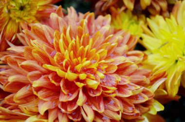 the orange chrysanthemum flowers. Nature back ground.