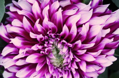 the bunch of dark pink chrysanthemum flowers