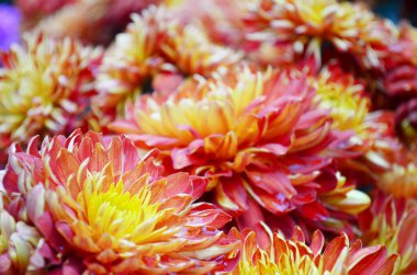 the orange chrysanthemum flowers. Nature back ground.