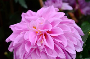 the bunch of dark pink chrysanthemum flowers