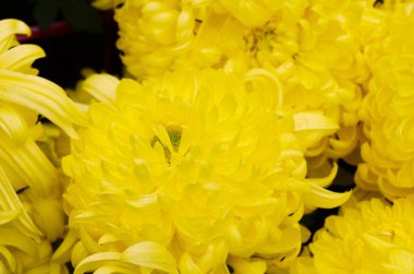 the Yellow chrysanthemum flowers. Nature back ground.