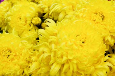 the Yellow chrysanthemum flowers. Nature back ground.