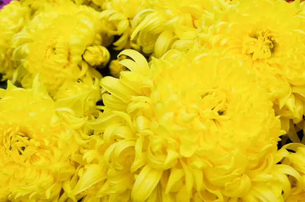 the Yellow chrysanthemum flowers. Nature back ground.