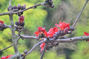 the Blossoms of the Red Silk Cotton Tree, nature concept