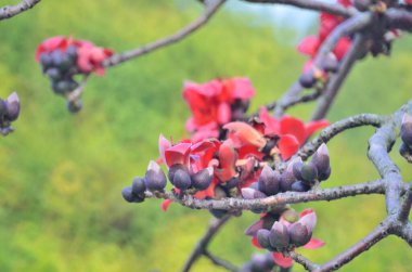 the Blossoms of the Red Silk Cotton Tree, nature concept
