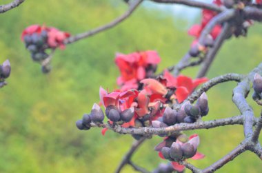 the Blossoms of the Red Silk Cotton Tree, nature concept