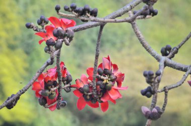 the Blossoms of the Red Silk Cotton Tree, nature concept