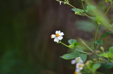 Güneşli günde güzel beyaz papatya çiçekleri